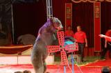 img_5619m: Foto: Prvnímu představení cirkusu Humberto diváci tleskali ve čtvrtek