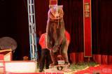 img_5622m: Foto: Prvnímu představení cirkusu Humberto diváci tleskali ve čtvrtek