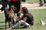 20180526122600_IMG_5014: Foto: Zámecký park na Kačině hostil oblastní výstavu psů