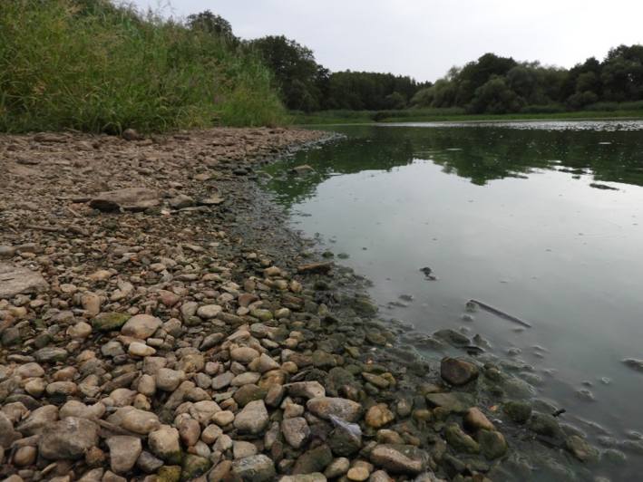 Foto, video: Letošní sucho výrazně postihlo také čáslavský rybník Jirsák