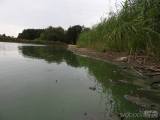 20180814220053_DSCN7174: Foto, video: Letošní sucho výrazně postihlo také čáslavský rybník Jirsák