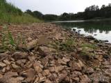 20180814220054_DSCN7177: Foto, video: Letošní sucho výrazně postihlo také čáslavský rybník Jirsák