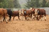 20180901135757_5G6H3526: Foto: Na ranči Dalu v sobotním rodeu svištěla nad dobytkem lasa