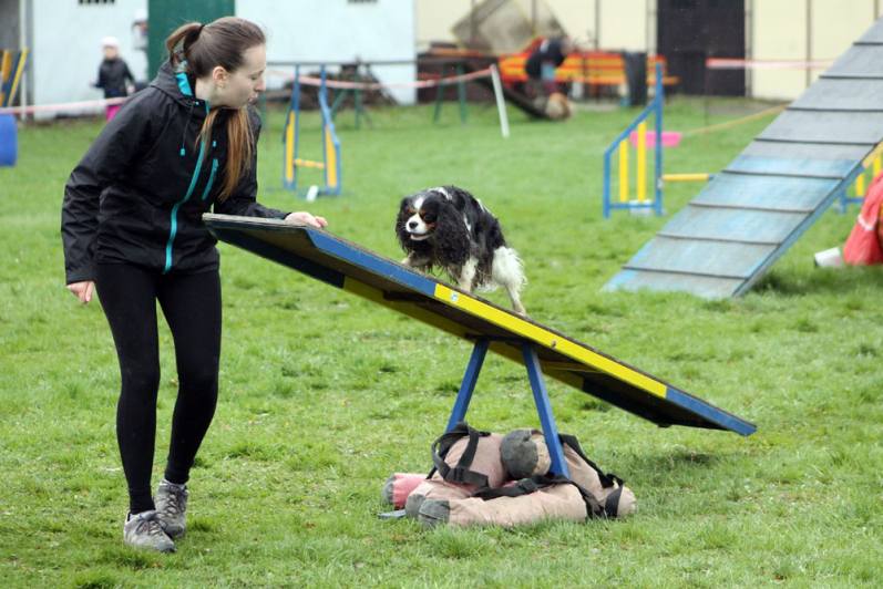 Na kutnohorských překážkách se bude bojovat v psích závodech agility