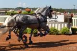 20181002174140_CSC_1006: Starokladrubští koně na Světových jezdeckých hrách 2018