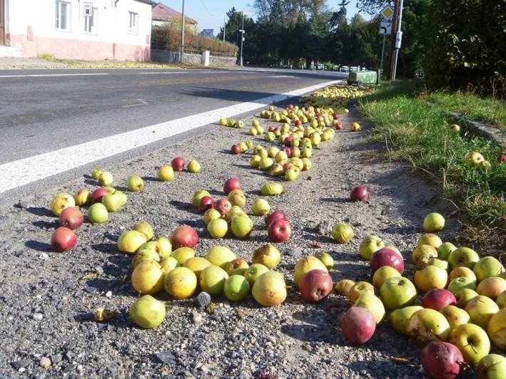 Kde se vzala jablka v Žehušicích uprostřed obce?