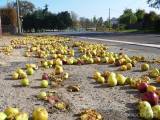 20181014213220_18: Kde se vzala jablka v Žehušicích uprostřed obce?