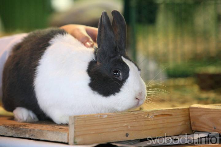 Propagační výstavu králíků a holubů připravují na víkend v Hostovlicích