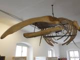 20190225172937_4: V malešovském muzeu můžete vidět kostru velryby