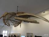 20190225172939_7: V malešovském muzeu můžete vidět kostru velryby