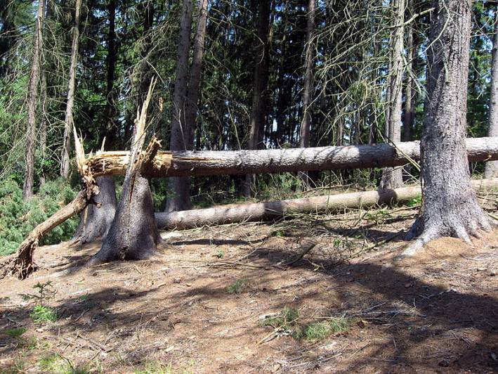 Silný vítr vyvracel stromy v Pečkách