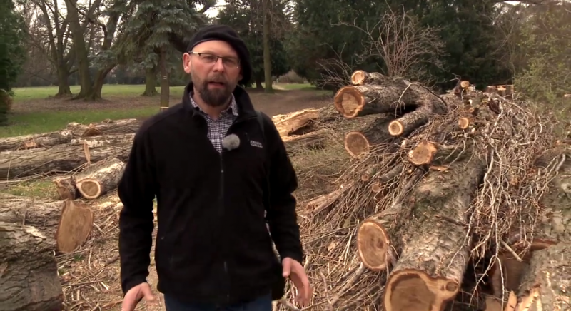 Video: Obnova zeleně v Čáslavi nabírá na obrátkách, do konce roku vysází 274 nových stromů 