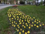 20190424221954_DSCN3998: Stovky tulipánů kvetou v Čáslavi - „městu zeleně“
