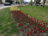 20190424221954_DSCN3999: Stovky tulipánů kvetou v Čáslavi - „městu zeleně“