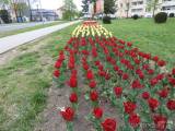 20190424221955_DSCN4000: Stovky tulipánů kvetou v Čáslavi - „městu zeleně“