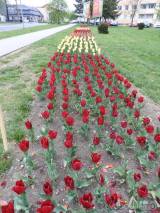 20190424221956_DSCN4001: Stovky tulipánů kvetou v Čáslavi - „městu zeleně“