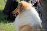 20190525102245_IMG_9783: Foto: Zámek Kačina hostil tradiční Oblastní výstavu psů