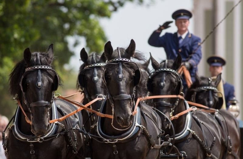 V Národním hřebčíně Kladruby nad Labem se uskutečnil „Den starokladrubského koně“