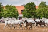 20190527212158_8R2A8555: V Národním hřebčíně Kladruby nad Labem se uskutečnil „Den starokladrubského koně“