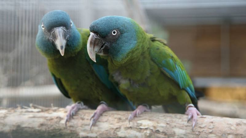 Vzácný papoušek z Peru ulétl na Pardubicku
