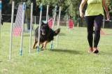 20190908122238_5G6H6460: Foto: Na kutnohorských překážkách připravili další psí závody agility