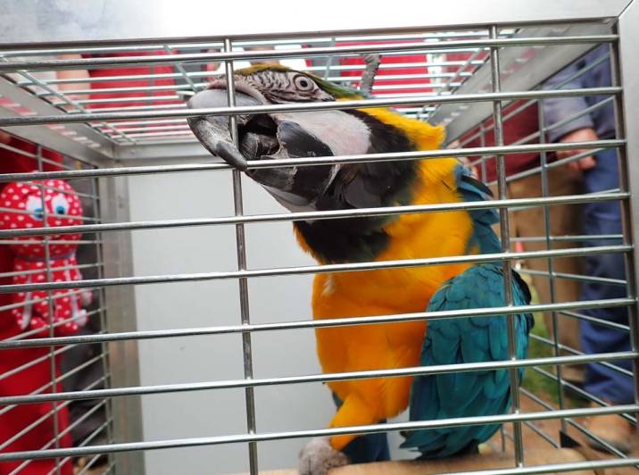 Nepovolený výlet papouška Čika skončil ve Zdeslavicích