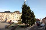 20191119122832_5G6H1317: Foto: Letošní vánoční strom Kutné Hoře věnovali Muchovi ze Svatého Mikuláše