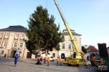 20191119122833_5G6H1340: Foto: Letošní vánoční strom Kutné Hoře věnovali Muchovi ze Svatého Mikuláše