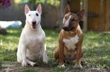 Bullteriéří show pomůže kolínskému psímu útulku