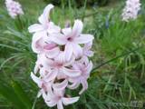 20200410193727_10: Také v Čáslavi kvetou hyacinty