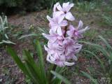 20200410193727_2: Také v Čáslavi kvetou hyacinty