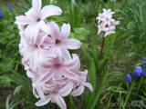 20200410193727_20: Také v Čáslavi kvetou hyacinty
