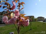 20200425211447_21: Sakury, které si vysadili Čáslavští jsou v plném květu