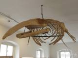 20201014205021_DSCN4878: Kostra velryby v místním muzeu - Záhadu psa na kostele v Malešově objasnila Martina Kamenářová