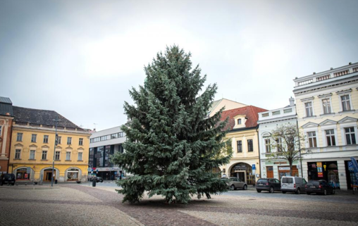 Hledá se letošní kolínský vánoční strom