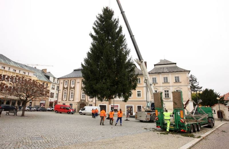 Letošní vánoční strom pro Kutnou Horu pochází ze Sedlce!