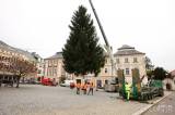 20201110143045_5G6H8498: Letošní vánoční strom pro Kutnou Horu pochází ze Sedlce!