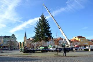 Vánoční strom už zdobí náměstí Jana Žižky z Trocnova, rozsvítí ho 29. listopadu