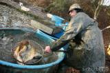 20201124120133_5G6H0076: Foto: Sezona výlovů vrcholí, rybáři se v úterý pustili do rybníku Zbožňov