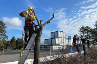 V Kolíně i jeho příměstských částech probíhají rozsáhlejší práce spojené s ošetřením stromů