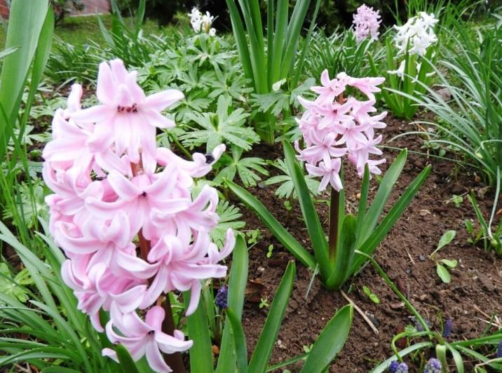 Také v Čáslavi kvetou hyacinty všech barev a omamné vůně
