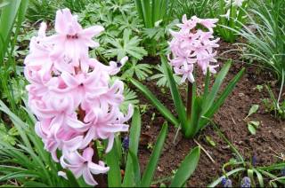 Také v Čáslavi kvetou hyacinty všech barev a omamné vůně
