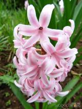20210418205311_1: Také v Čáslavi kvetou hyacinty všech barev a omamné vůně