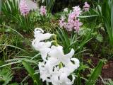 20210418205312_10: Také v Čáslavi kvetou hyacinty všech barev a omamné vůně
