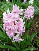 20210418205312_15: Také v Čáslavi kvetou hyacinty všech barev a omamné vůně