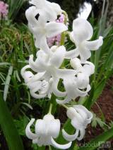 20210418205312_20: Také v Čáslavi kvetou hyacinty všech barev a omamné vůně