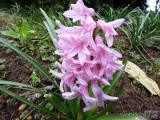 20210418205313_25: Také v Čáslavi kvetou hyacinty všech barev a omamné vůně