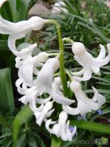 20210418205313_26: Také v Čáslavi kvetou hyacinty všech barev a omamné vůně