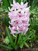 20210418205314_4: Také v Čáslavi kvetou hyacinty všech barev a omamné vůně