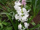 20210418205314_40: Také v Čáslavi kvetou hyacinty všech barev a omamné vůně